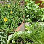 common-herb-garden-plants-7