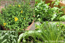 common-herb-garden-plants-71