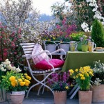 Chair with table on balcony surrounded by spring containers. Prunus, Ribes 'King Edward', Narcissus,