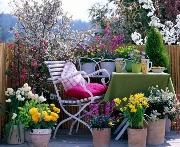 Chair with table on balcony surrounded by spring containers. Prunus, Ribes 'King Edward', Narcissus,