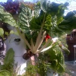 growing-a-vegetable-garden-7