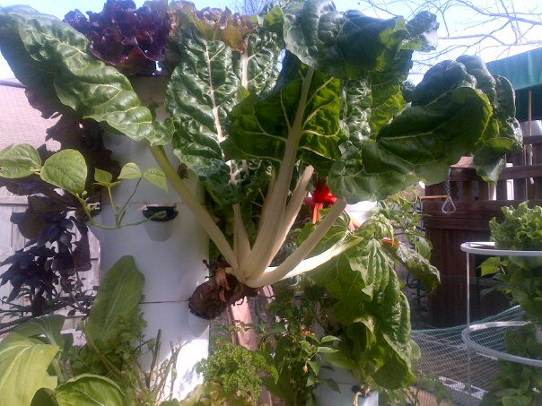 growing-a-vegetable-garden-71