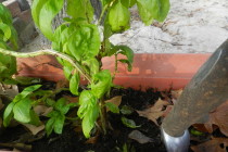 planting-a-herb-garden-51
