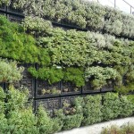 planting-herb-garden-6