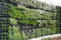 planting-herb-garden-61