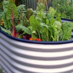 planting-raised-vegetable-garden-6