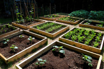 vegetable-garden-design-layout-81