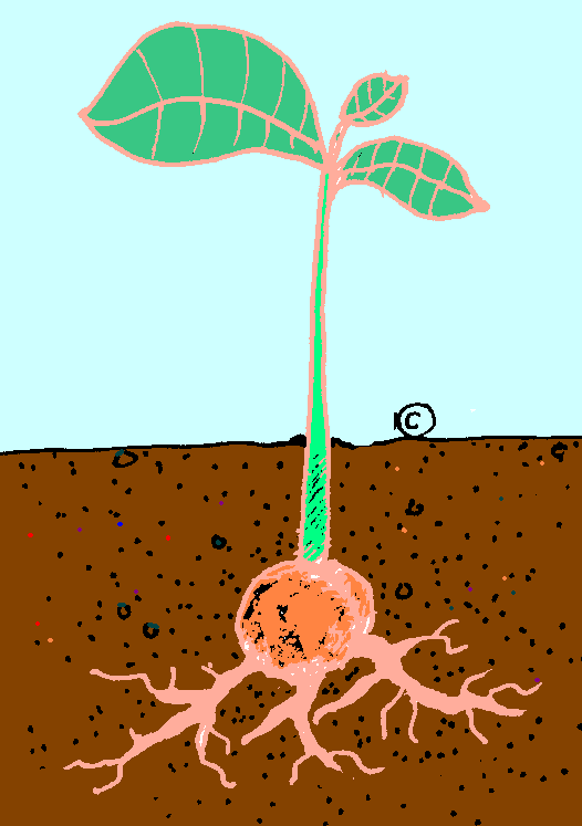 when-to-plant-an-herb-garden-8
