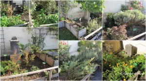 when-to-plant-herb-garden-50
